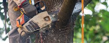 Best Tree Maintenance Programs  in Port Norris, NJ