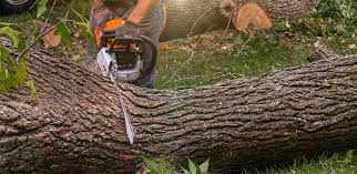 Best Fruit Tree Pruning  in Port Norris, NJ