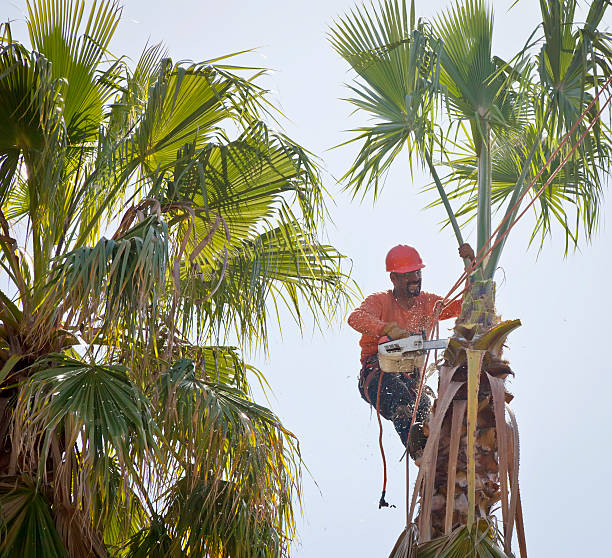 Best Tree Preservation Services  in Port Norris, NJ