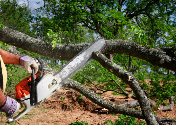 Best Leaf Removal  in Port Norris, NJ